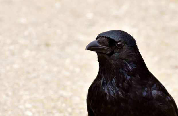 A crow on a light-coloured background