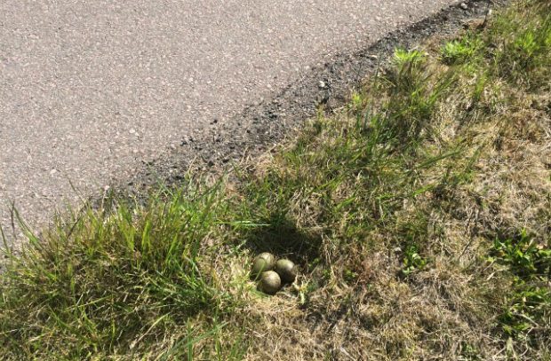 A curlew nest next to an RAF airbase runway with eggs