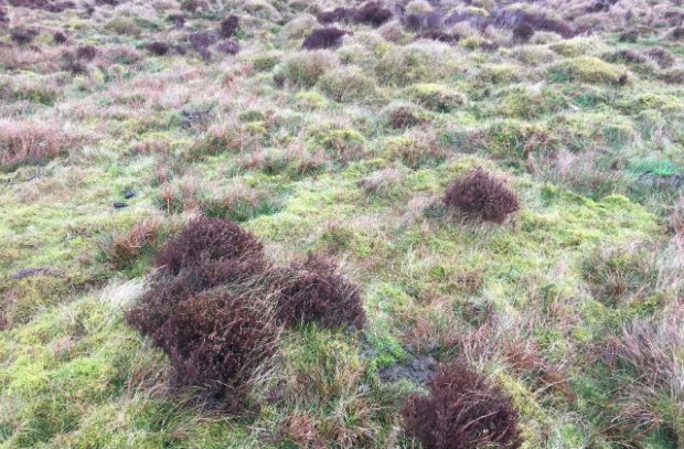 Image of peatland in the Forest of Bowland, Lancashire
