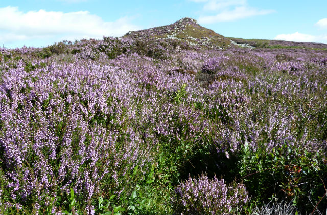 Purple heather on the hillside