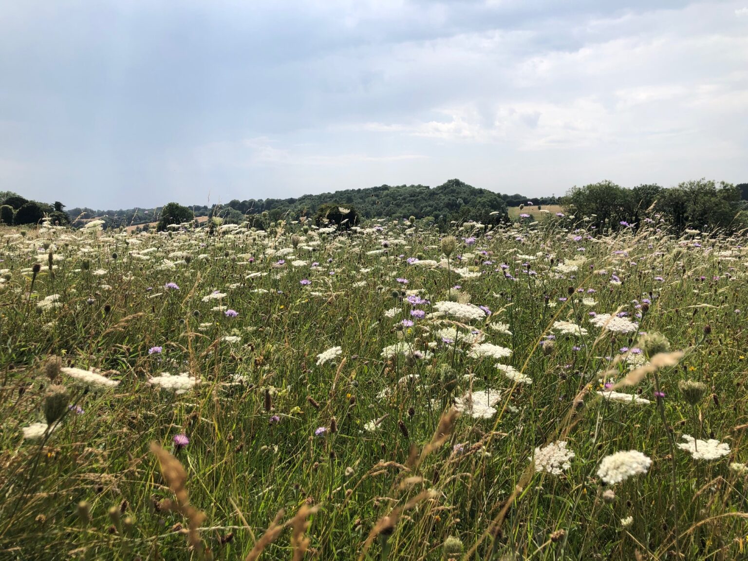 London has a new National Nature Reserve: The South London Downs NNR