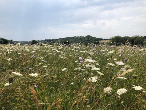 Meadow of flowers at South Down NNR