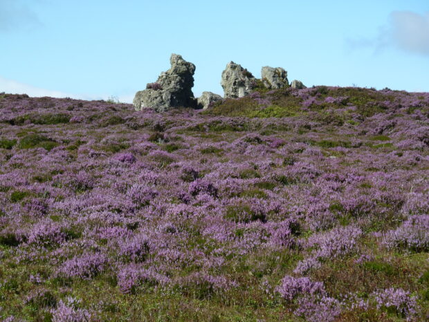 Purple heather and rock formations at Shropshire’s Stiperstones hills 