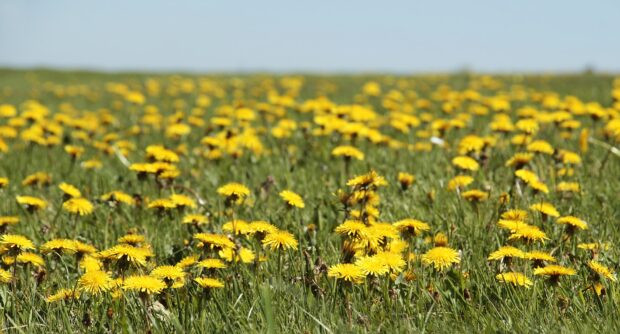 A field of flowering dandelions