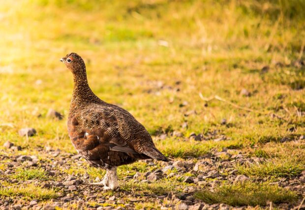 An individual red grouse bird