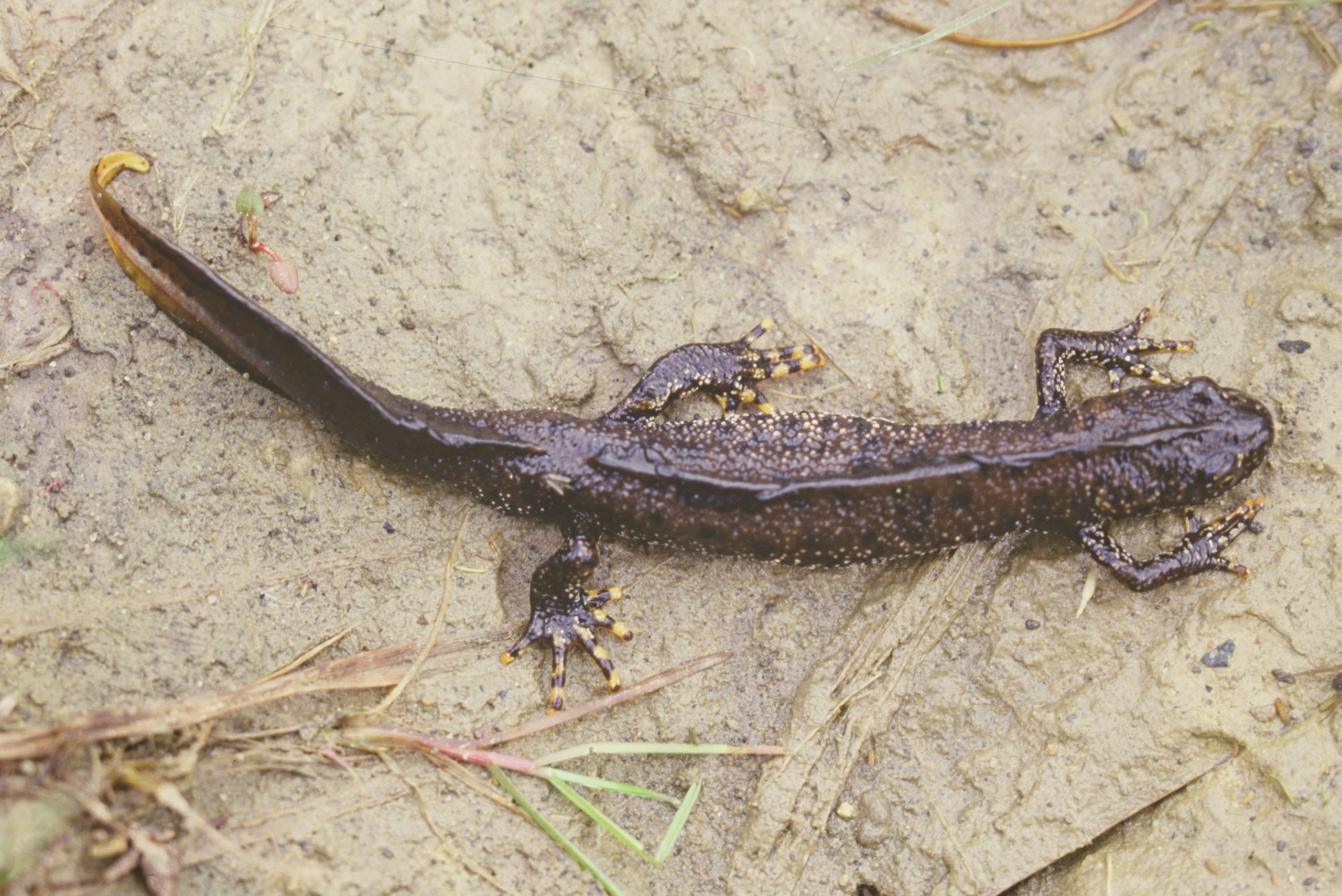 Great crested newt