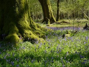 Langley Woods SSSI