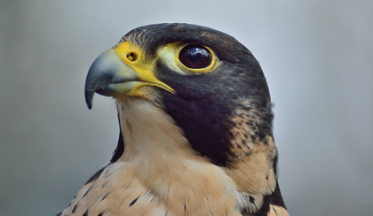 A peregrine falcon. Credit: Pixabay