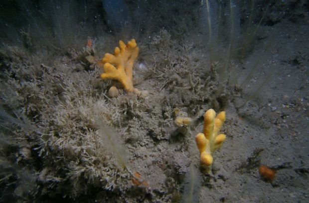 Yellow branching sponges