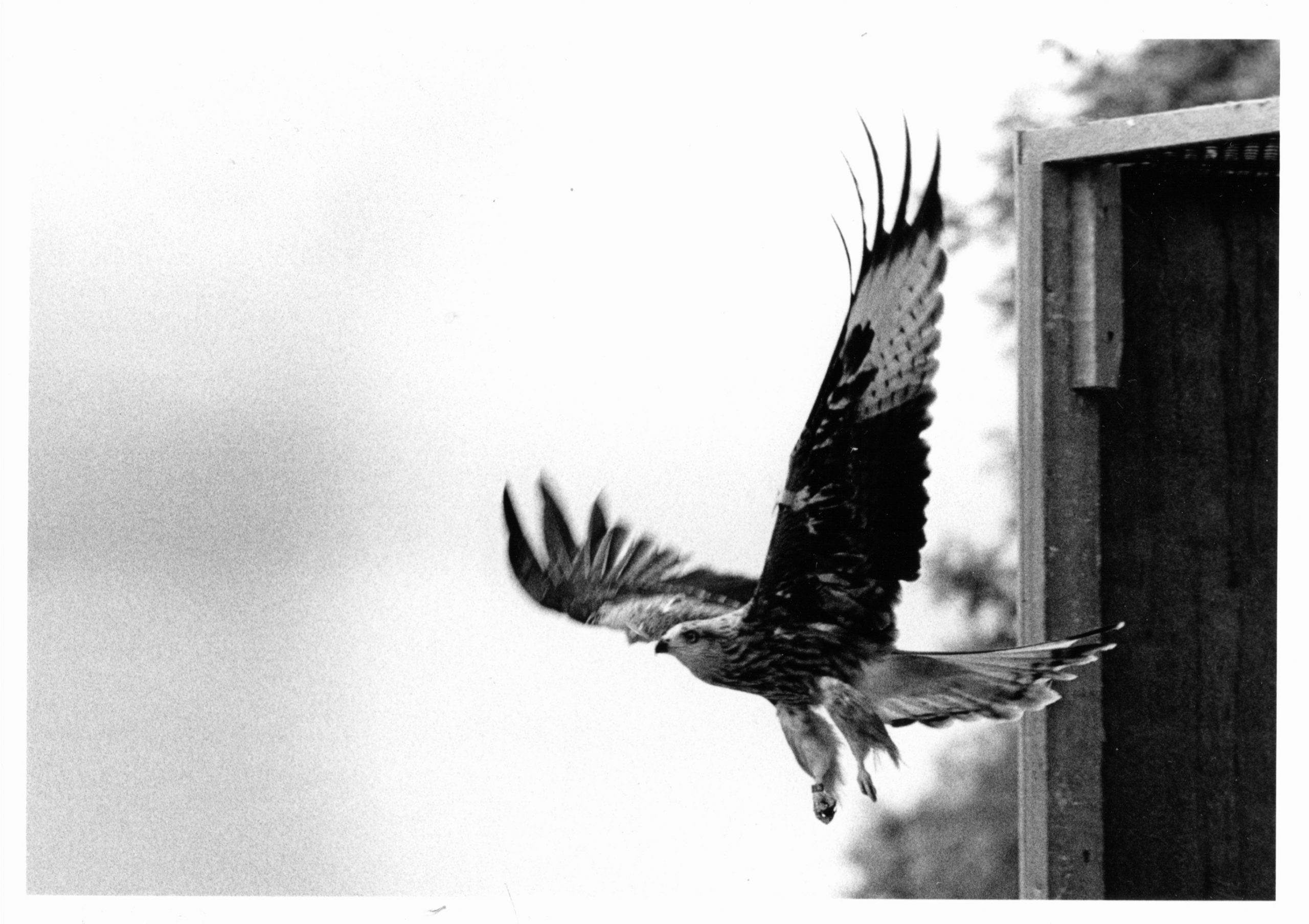 Red kite being released. Credit: Ian Evans, Natural England