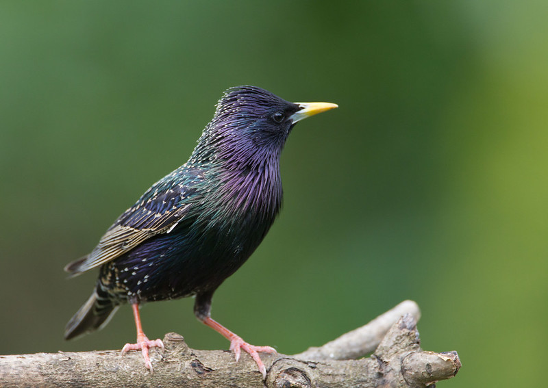 A starling