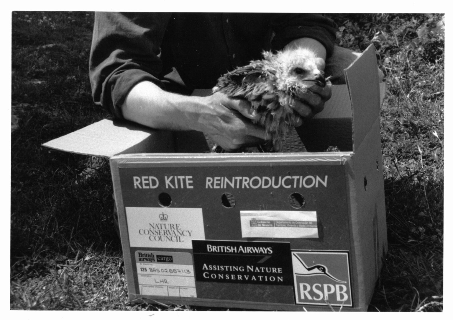 A conservation success story the reintroduction of red kites 30 years