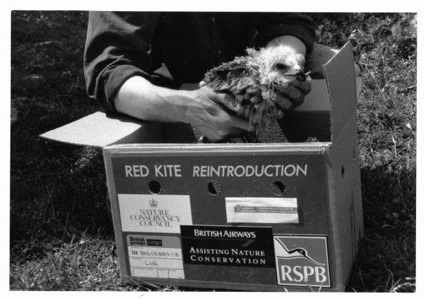 A red kite chick from the original reintroduction project. Credit: Ian Evans