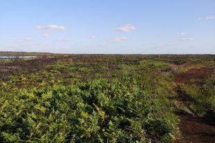 Hatfield moor is pictured with ferns and moss in the foreground and a small body of water in the background.