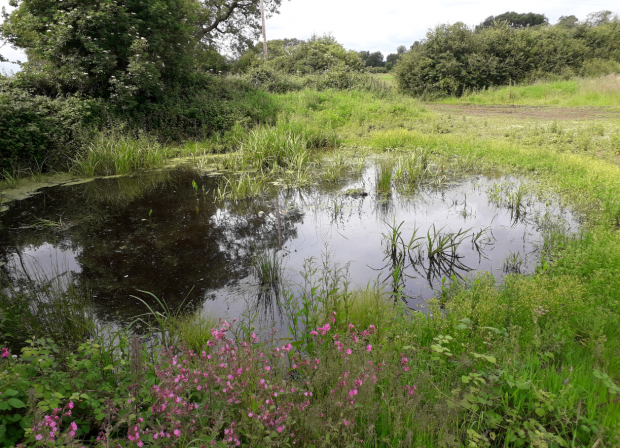 A pond is seen in a meadow