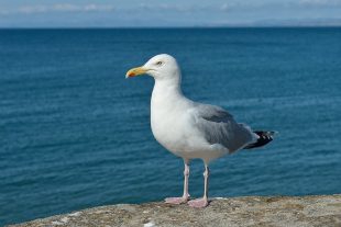 A gull is stood on a rock with the ocean in the background.