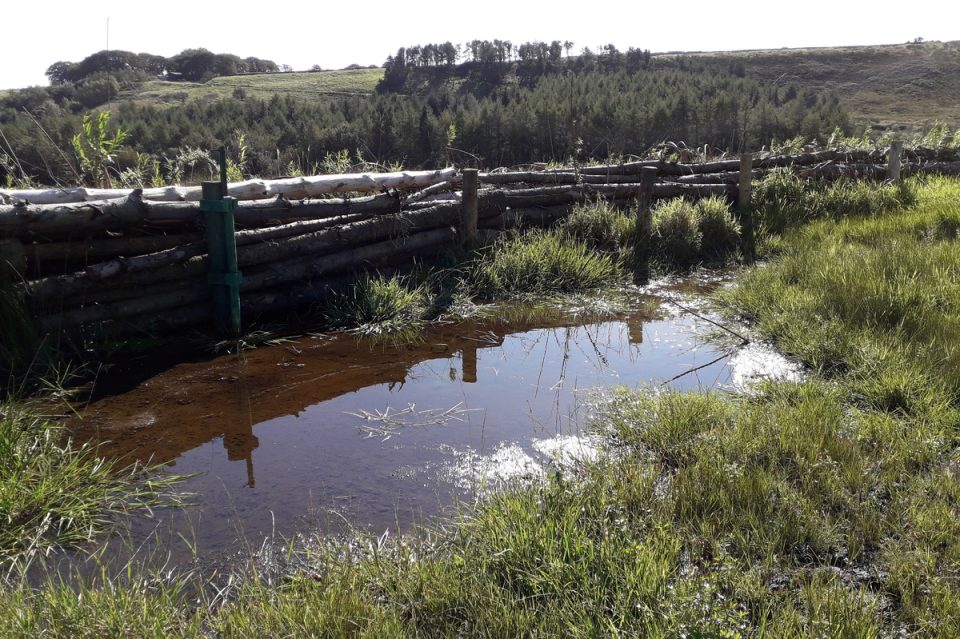 Willow cuttings woven into a large leaky dam at Smithills create a permanent living barrier as the original felled timber structure decays