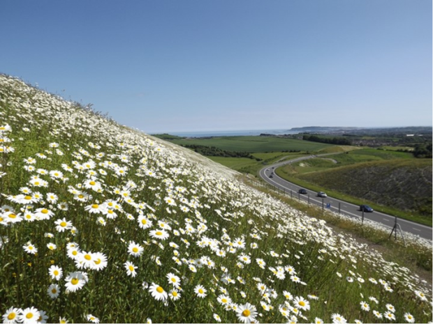 image of flowers next to a road