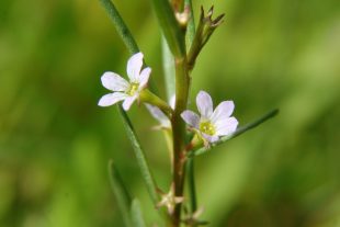 A green plant with small white flowers is pictured.