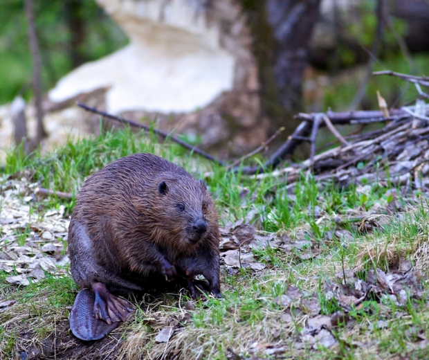 image of beaver on grass