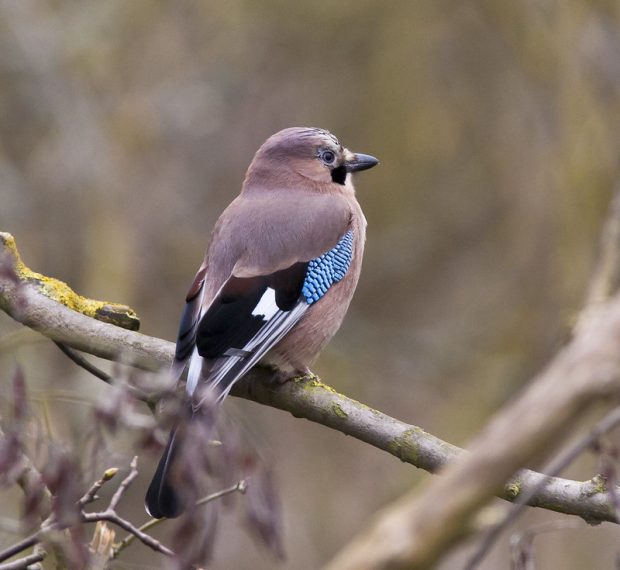 image of a jay bird on a branch