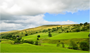 Lush rolling green hills with some interspersed trees. 