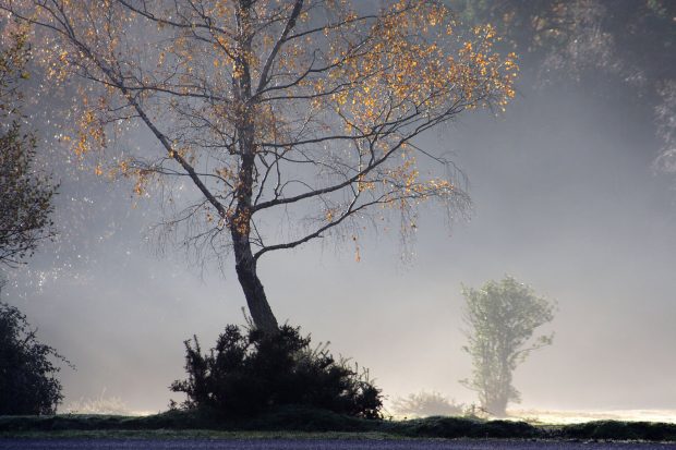 image of mist and tree