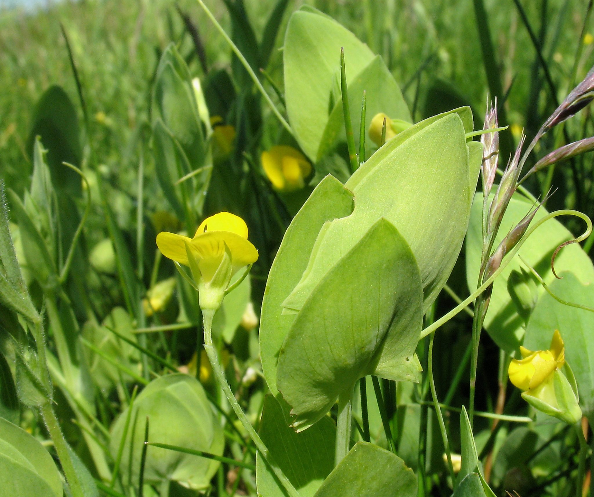 Swanscombe cements its place among England’s finest nature sites – James Seymour, Area Manager ...