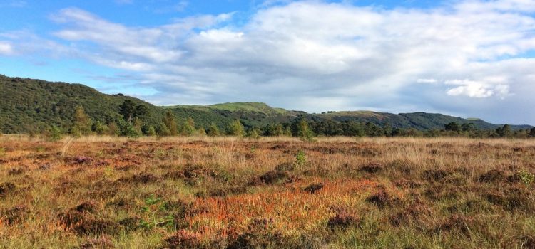 lowland bog under blue sky