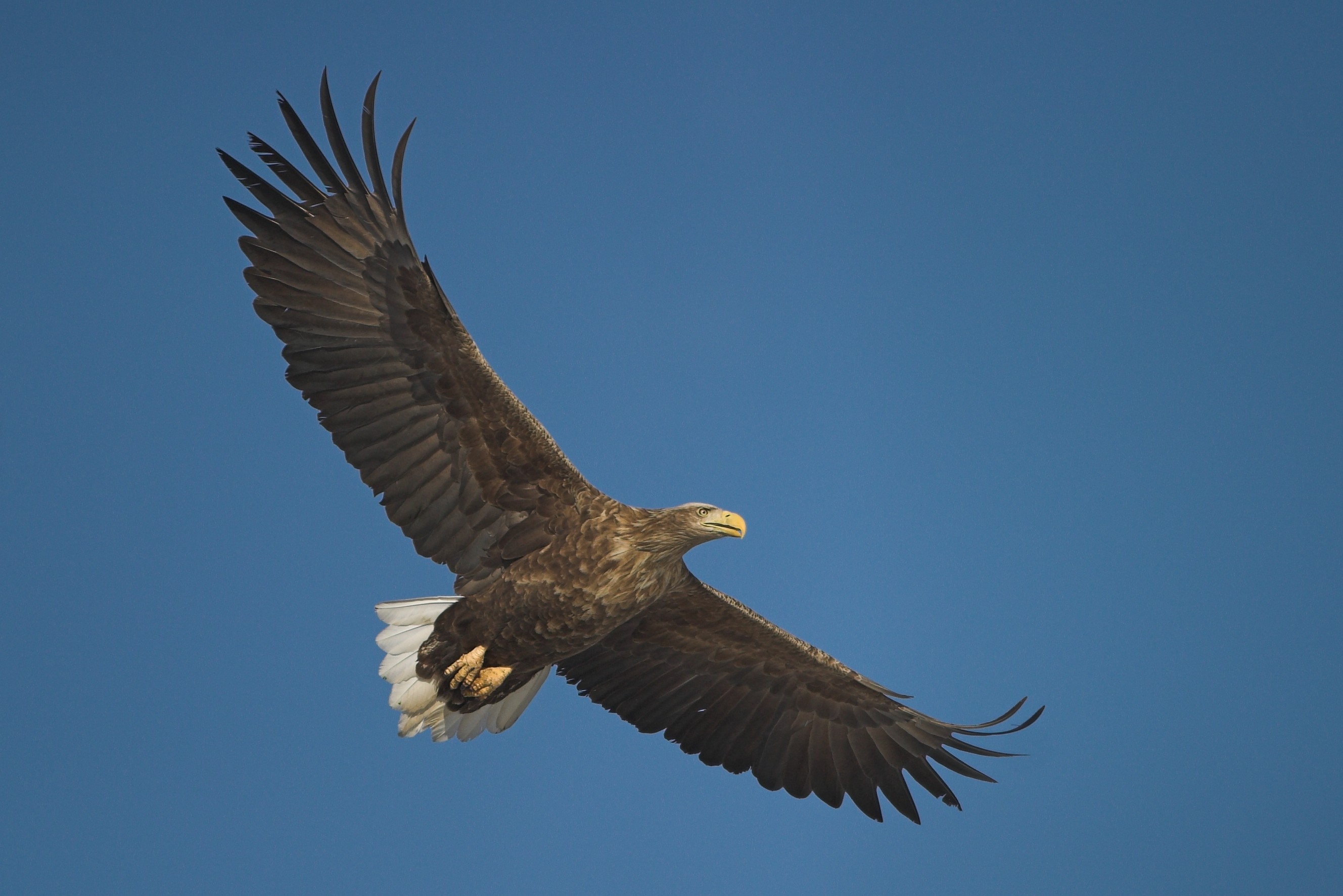 Britain's largest bird of prey the white-tailed eagle set to