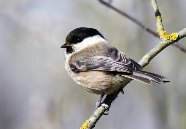 Dearne Valley Wetlands SSSI notification – Natural England