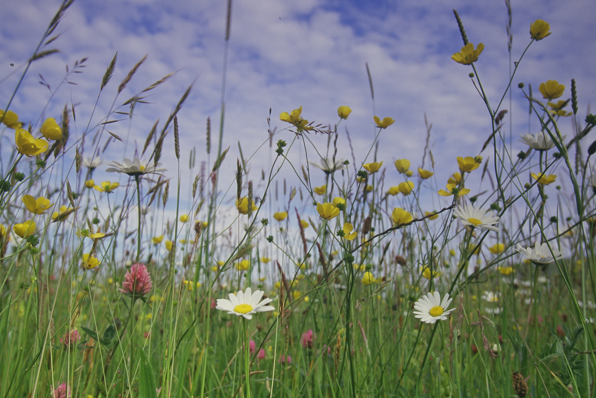Ecosystem Services – Natural England