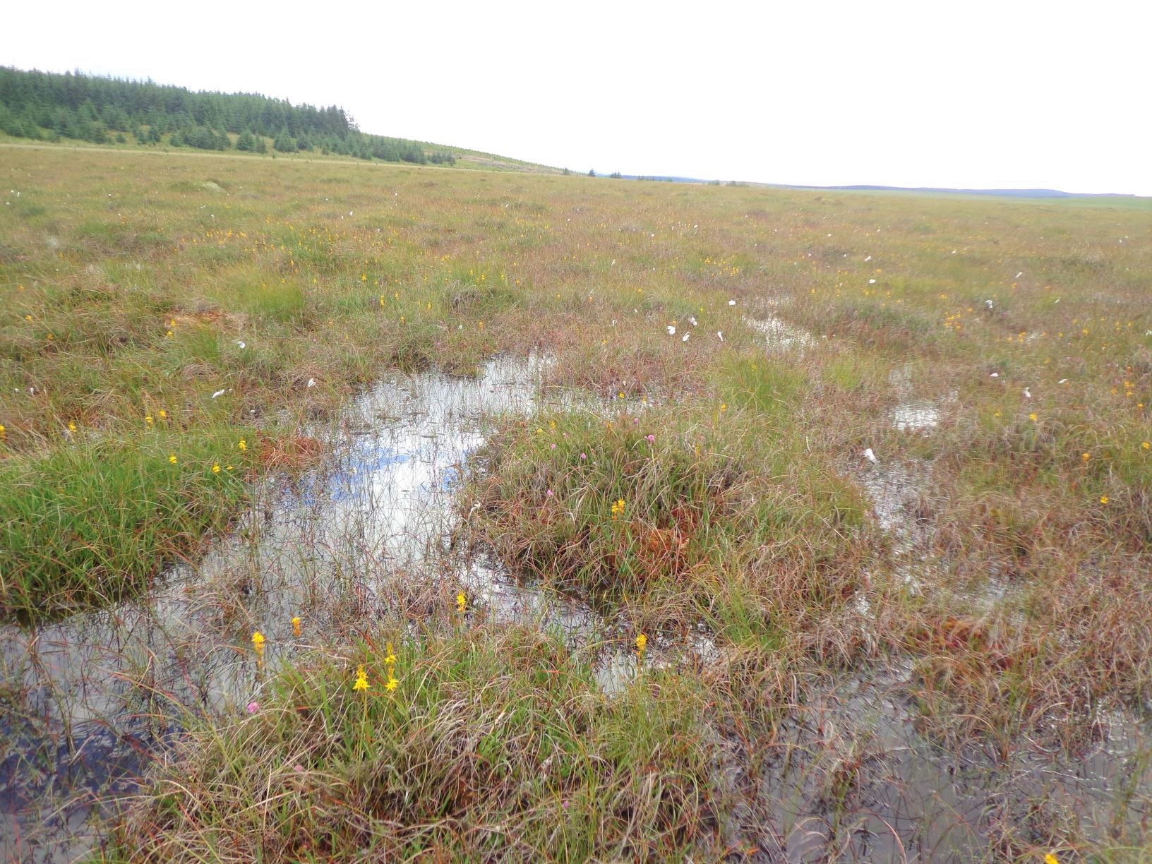 Peatland Discovery Grant launched to support the next waves of peatland ...