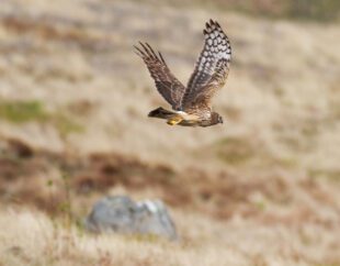 Hen harrier in flight