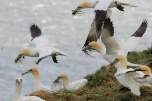 Gannets collecting nest building material