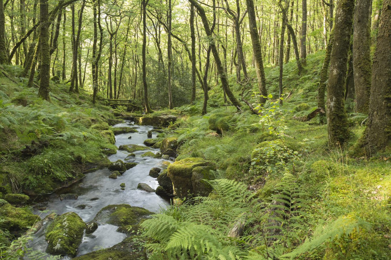 Living England: From Satellite Imagery to a National Scale Habitat Map 