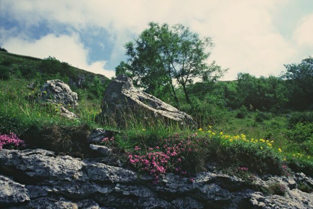 Rocks with wild flowers growing and trees