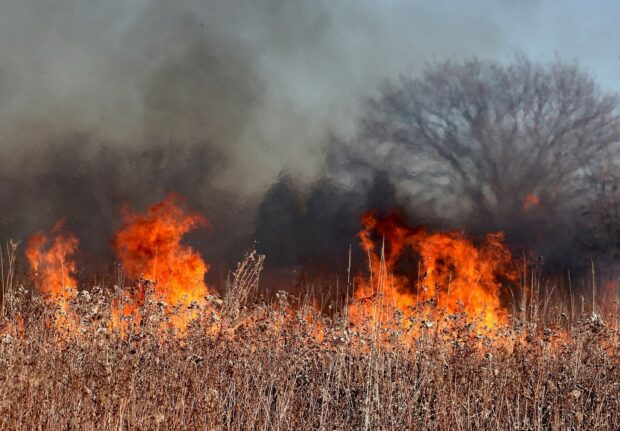 Fire burning corn fields