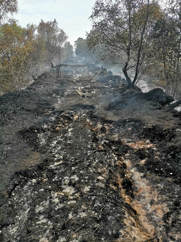 Burnt ground from wildfire