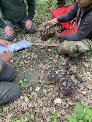 Collection of chicks by Forestry England for translocation