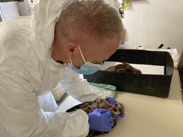 ZSL vet conducting health check on a red kite