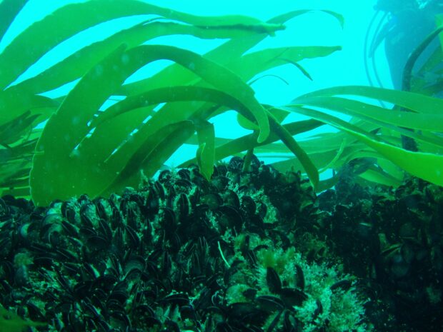 Kelp forest and blue mussel bed, Cornwall.