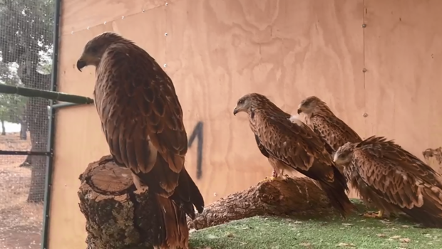 Red kites in aviaries in Spain ahead of release