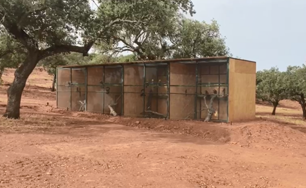 Aviaries housing the newly arrived kites.