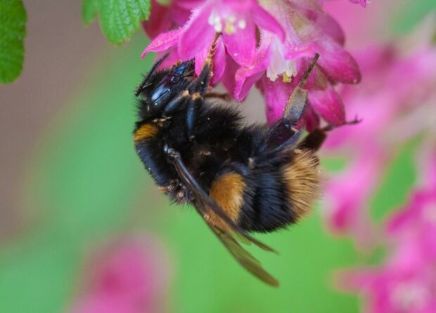Bumble bee collecting nectar from a pink flower