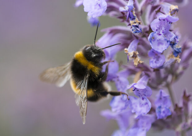 Bumble bee collects pollen from purple flowers 