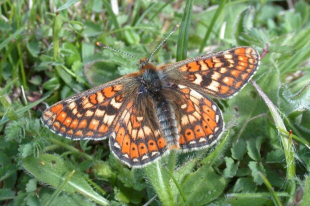 Marsh Fritillary butterfly sits on a plant