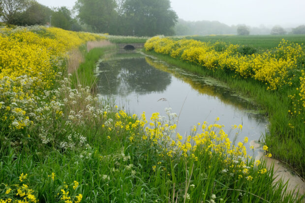canal with yellow wildflowers growing beside 