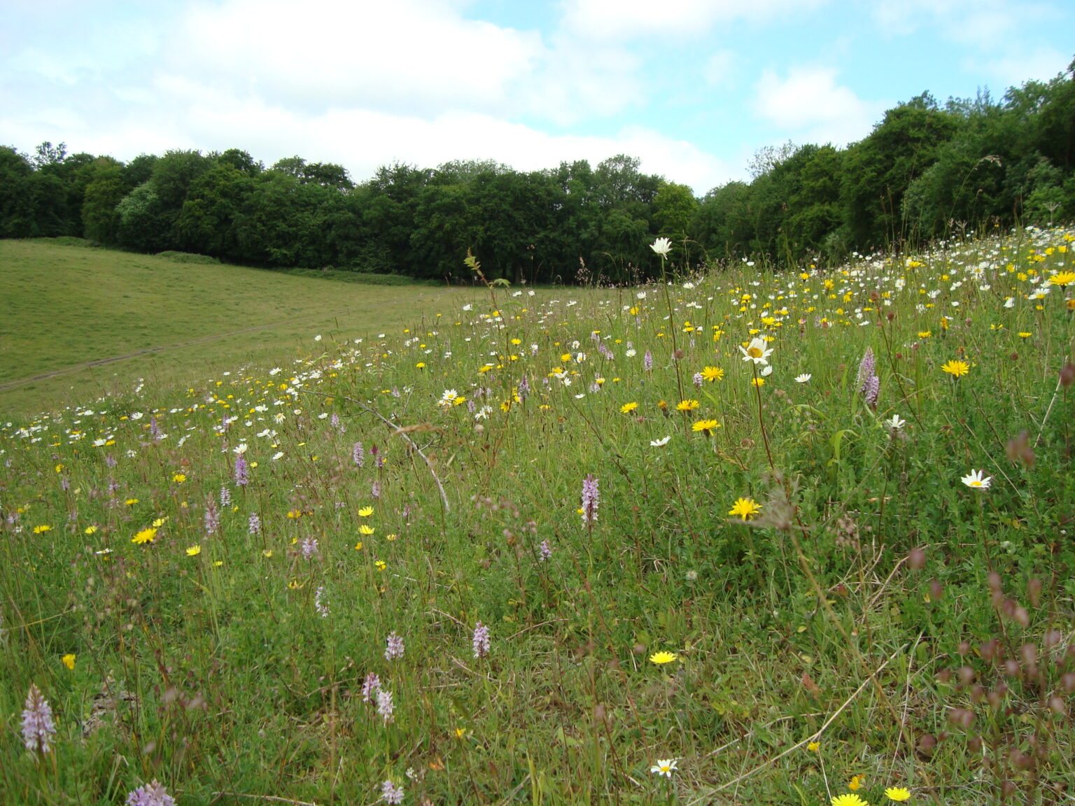 Biodiversity Metric Milestone – Defra consultation on the biodiversity ...