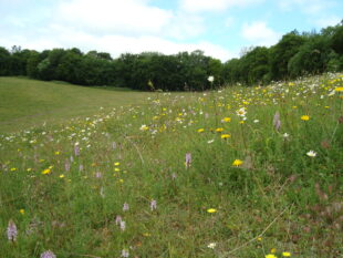Chalk grassland with colourful flowers growing 